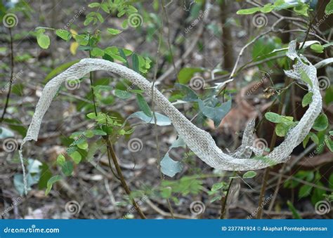 Snake Slough Skin on Tree in Backyard Garden Stock Photo - Image of dust, ground: 237781924