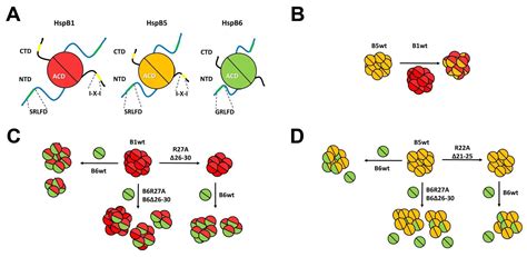 Ijms Free Full Text The Heterooligomerization Of Human Small Heat