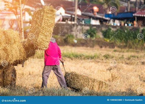 Rice Straw Bales on Rice Field and Farmer Working,natural Design Stock ...