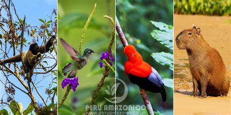 Parque Nacional Del Manu 4 Dias Peru Amazonico