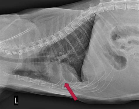 Feline Lower Airway Disease Flashcards Quizlet