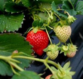 Morango Variedade Ventana Caracter Sticas Mudas E Nome Cientifico