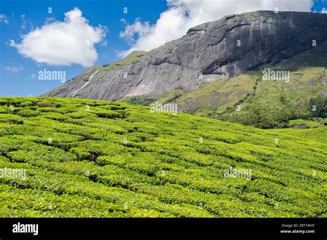 Scenic View Over Eravikulam National Park Tea Plantations In Kerala