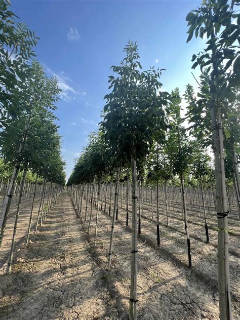 Weiß Esche Skyline kaufen Perfekt für jeden Garten Venovi