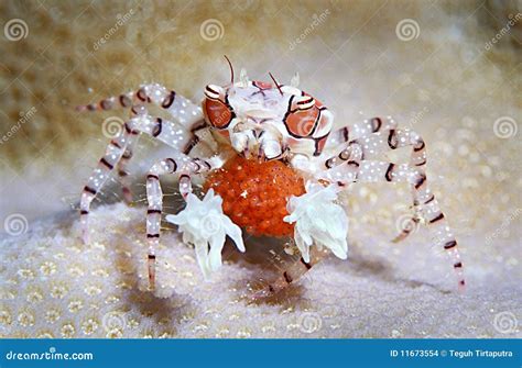 Boxer Crab Or Round Crab Stock Images - Image: 11673554