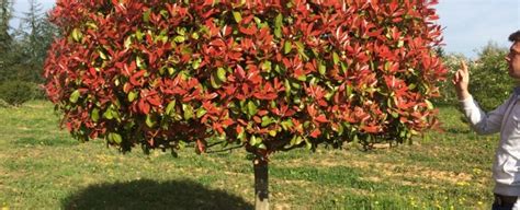 Photinia X Fraseri Red Robin Guillot Bourne