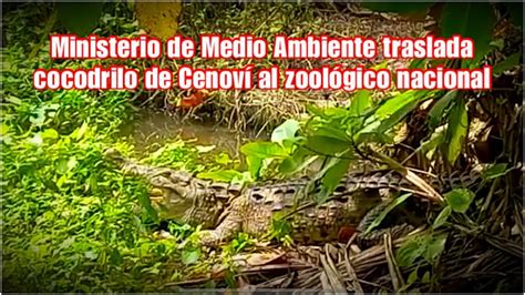 Actualizar 96 Imagen Su Ambiente Del Cocodrilo Abzlocal Mx