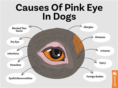 Can Dogs Get Pink Eye? A Guide To Canine Conjunctivitis – PawSafe