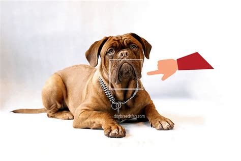 Why Do Dogs Have Jowls? ( Asset or Liability )