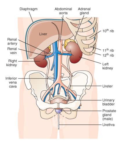 Nurs Fluid Electrolytes Renal Flashcards Quizlet