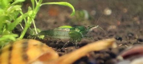 Green Rili Garnele Neocaridina Davidi Green Rili