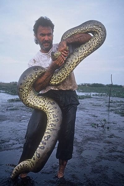 Amazing Green Anaconda - Giant Anaconda Facts, Photos, Information, Habitats, News | Most ...