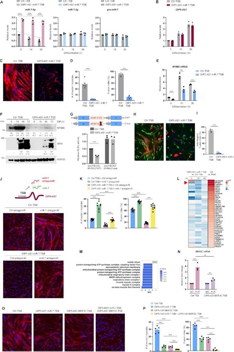 Lncrna Oip5 As1 Directed Mir 7 Degradation Promotes Mymx Production