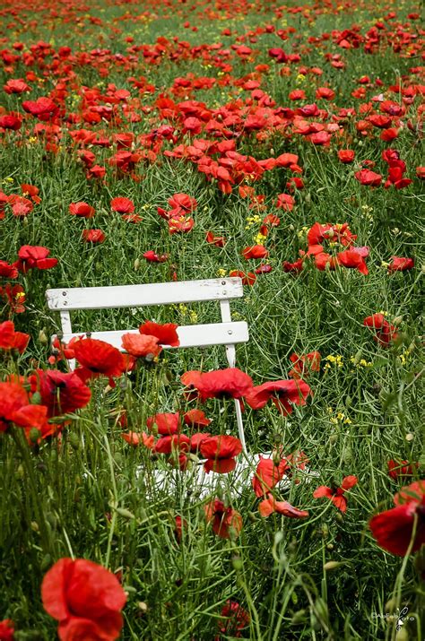 One Day In Poppy Land Null Poppies Red Poppies Poppy Garden