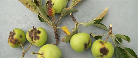 Apple Tree Diseases The Tree Center™