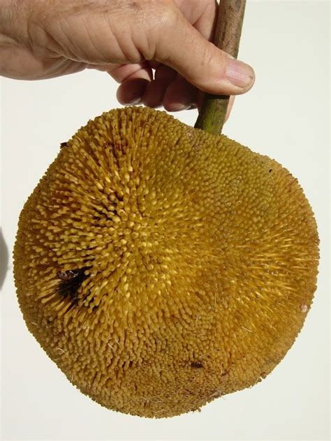 Polynesian Produce Stand Marang Rare Fruit Tree ~fruit Tastes Like Vanilla Ice Cream~ Terap