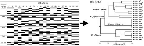 Construction Of A Dendrogram From The Results Of Pcr Rflp Analysis Of