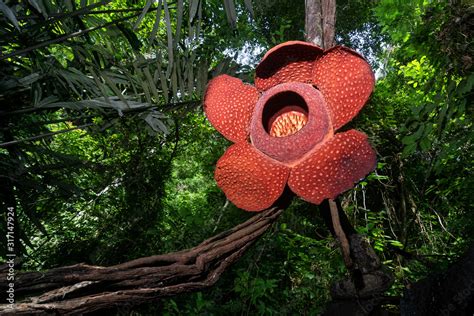 Rare Rafflesia Arnoldii Stock Photo | Adobe Stock