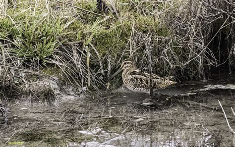 Becassine Des Marais Bekassine Common Snipe Jean Paul Heyer Flickr