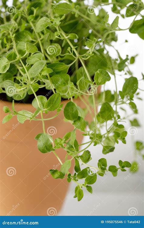 Oregano Herb Plant Closeup In Ceramic Pot Stock Photo Image Of