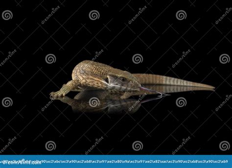 The Savannah Monitor Lizard Isolated on Black Background Stock Image ...