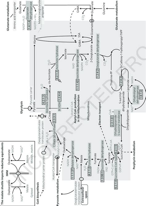 34 Mitochondrial Tca Cycle All Genes Encoding Tca Enzymes And The