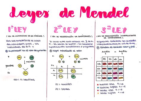 Las Leyes De Mendel Abstractor