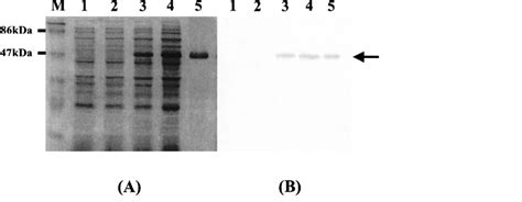 Analysis Of Expressed Proteins Using Sds Page And Western Blotting A