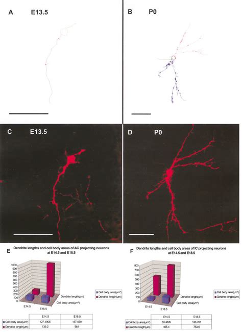 Dendritic Analysis Suggests Differential Growth Of Cortical And