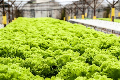 Hydroponic Lettuce Nutrients [Best Fertilizer for your Leafy Greens]