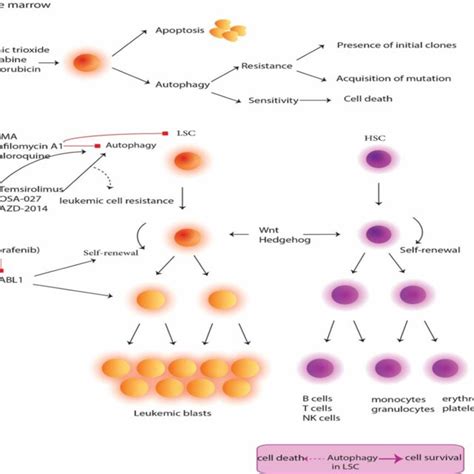 The Bone Marrow Niche Adjusts Hsc Quiescence Differentiation