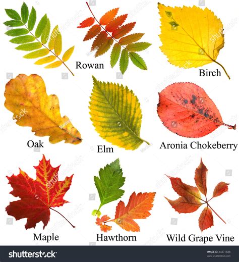 Collection Set Beautiful Colored Autumn Leaves Stock Photo 44871688 - Shutterstock