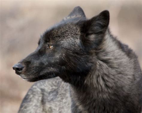 Alaskan Wolves Beautiful Creatures Of The Wilds Wolf Life Wolf