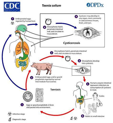 Cysticercose Ldbio Diagnostics