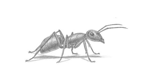 How To Draw An Ant My How To Draw