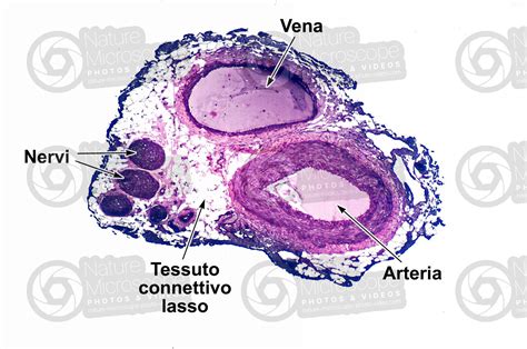 Mammifero Nervo Sezione Trasversale 32X Nervi Mammiferi