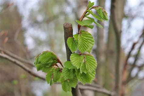 Pruning Hazelnut Tree When And How Gardeninguru