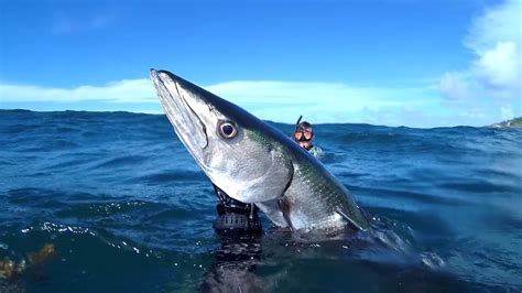 Spearfishing Giant Barracuda 15Kg Yasir Diver Bigbarracuda Topdivers