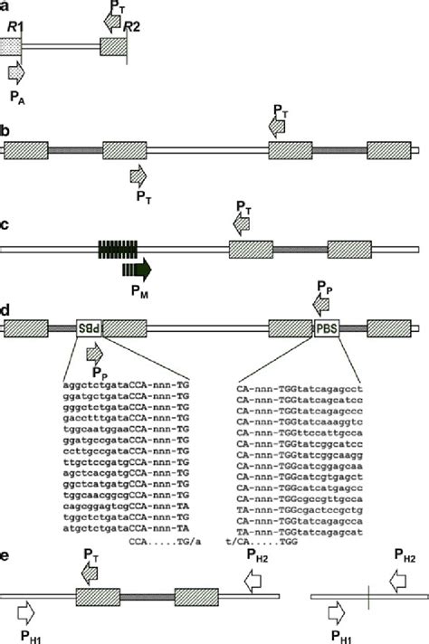 Marker Methods Based On Long Terminal Repeat Ltr Retrotransposons