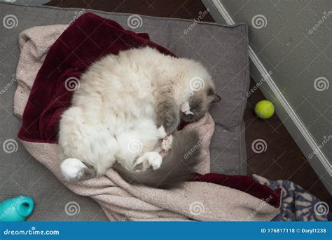 Lazy Ragdoll Cat Sleeping on it`s Bed Indoors Stock Photo - Image of ...