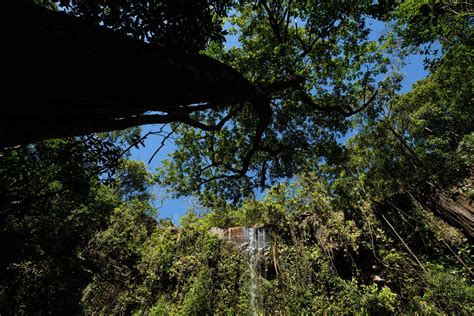 La Corte Suprema de Brasil ordena al Gobierno reactivar el Fondo Amazonía