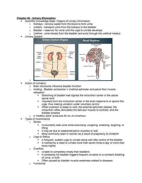 Chapter Lecture Notes Chapter Urinary Elimination