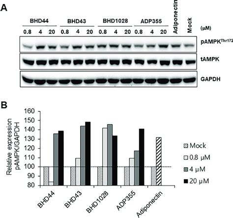 AMPK Activation By Selected Peptides A Differentiated C2C12 Myotubes