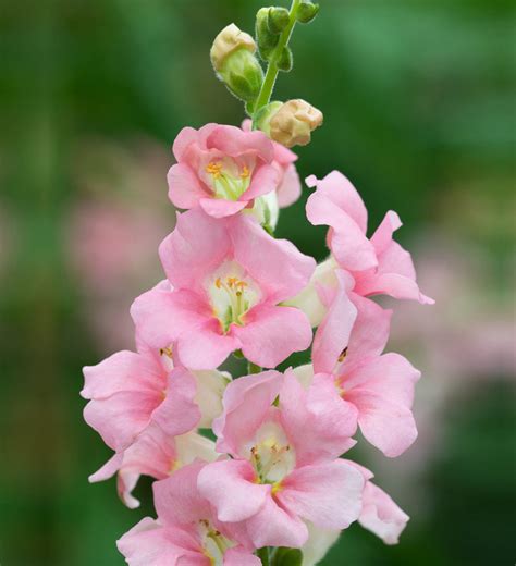 Snapdragon Chantilly The Flower Cartel