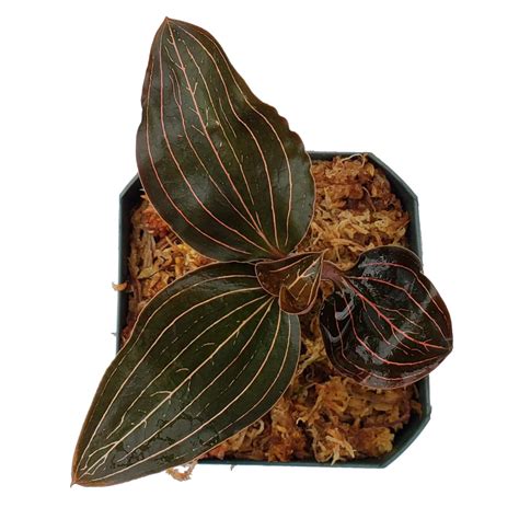 Jewel Orchid | Ludisia discolor | Beautiful Indoor Orchid