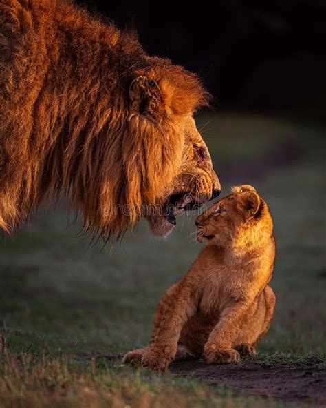 740 Lion Cub Roaring Stock Photos - Free & Royalty-Free Stock Photos from Dreamstime