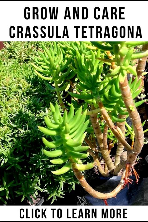 Crassula Tetragona Types Of Succulents Succulents Succulent Care