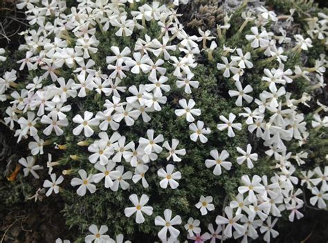 A Photo Guide to Oregon Desert Plants - Sage Clegg, Thru Hiking