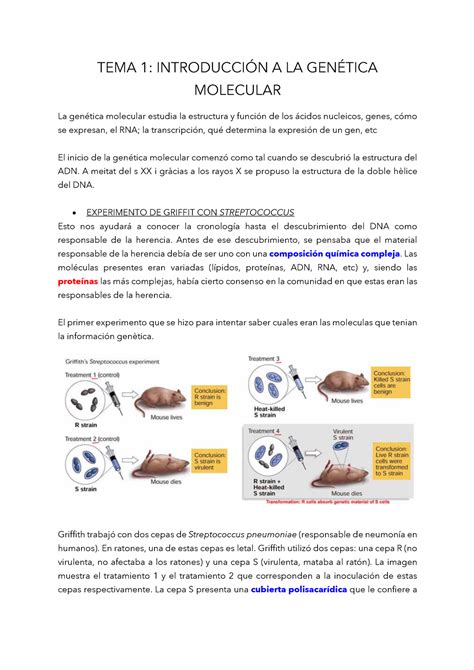 Tema Introducci N Tema Introducci N A La Gen Tica Molecular La