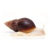 Giant Land Snails Next Day Uk Delivery Bug Pets Ltd Ltd